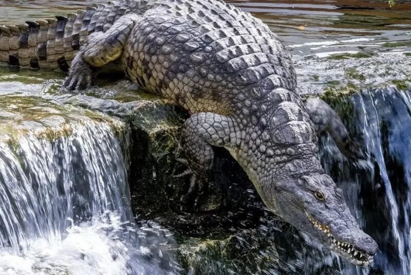 Explore Wildlife at Dubai Crocodile Park
