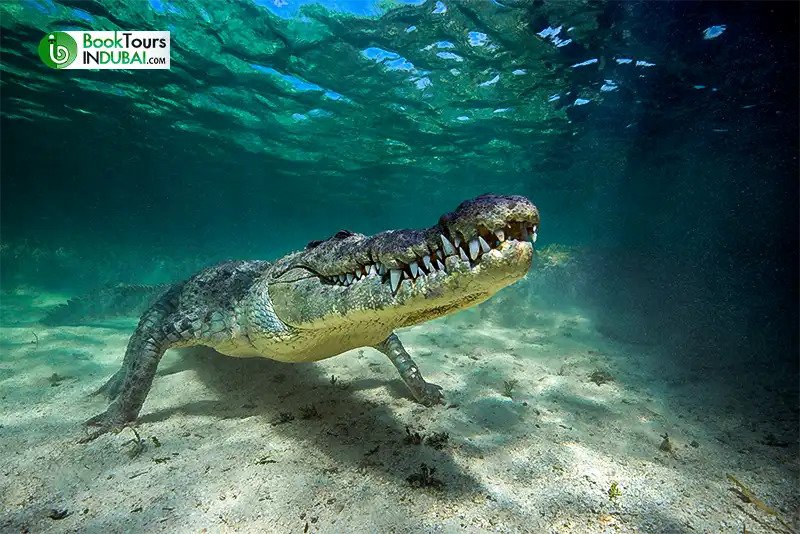 Why Visit Dubai Crocodile Park
